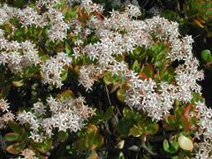 کراسولا آرجنتیا